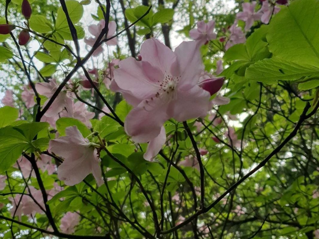 クロフネツツジ★黒船躑躅★クロフネ躑躅 クロフネツツジ（黒船躑躅）を月の庭に取り入れる方法