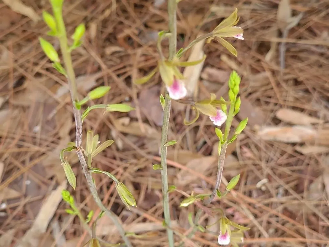 외세오클라데스 마쿨라타이 당신의 달빛 정원을 어떻게 향상시킬까요?, image size:1067x800
