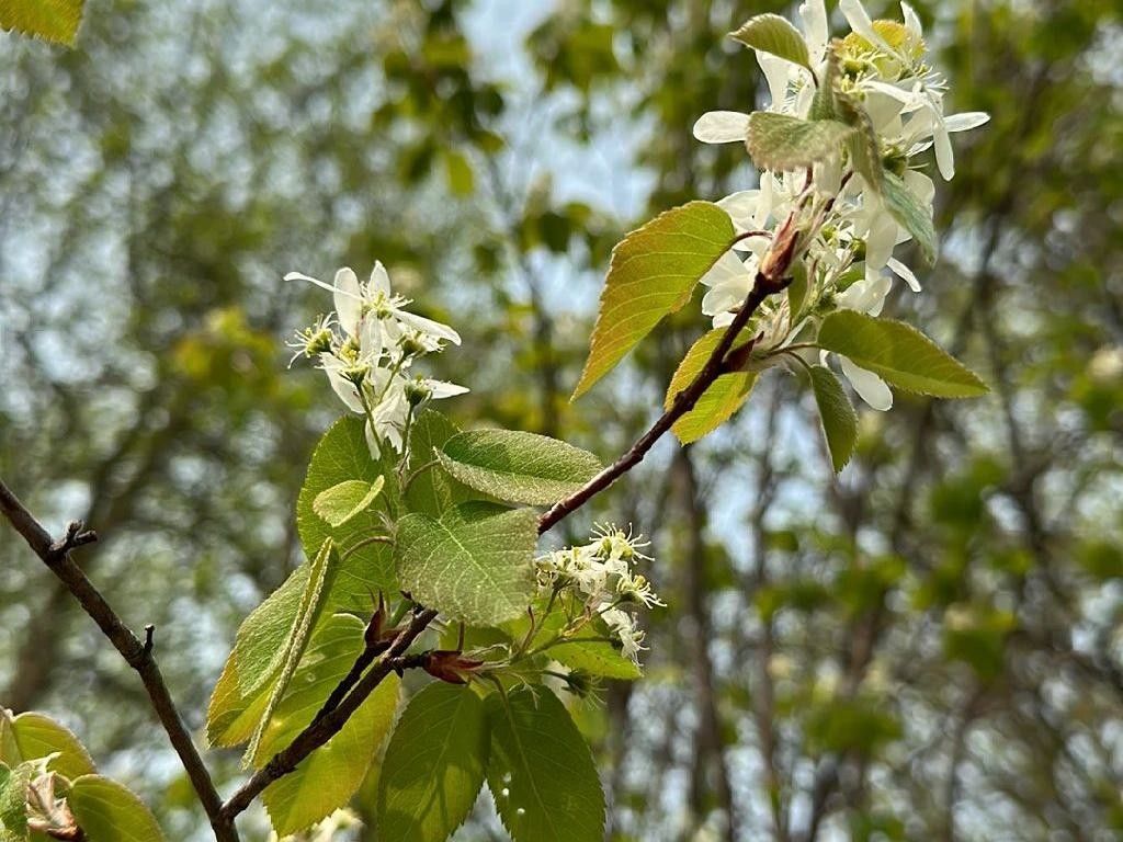 ¿Cómo incorporar Serviceberry de hoja redonda en tu jardín de luna?