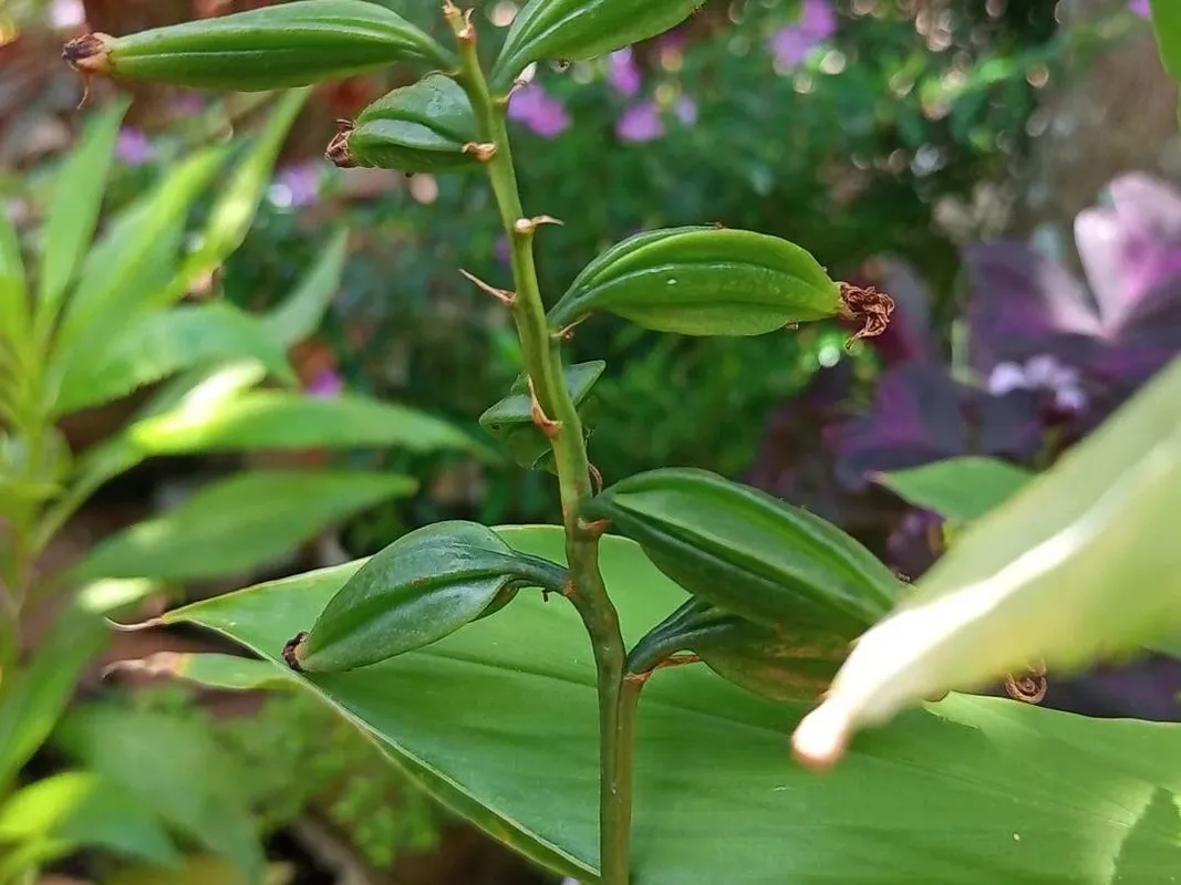 외세오클라데스 마쿨라타이 당신의 달빛 정원을 어떻게 향상시킬까요?, image size:1067x800