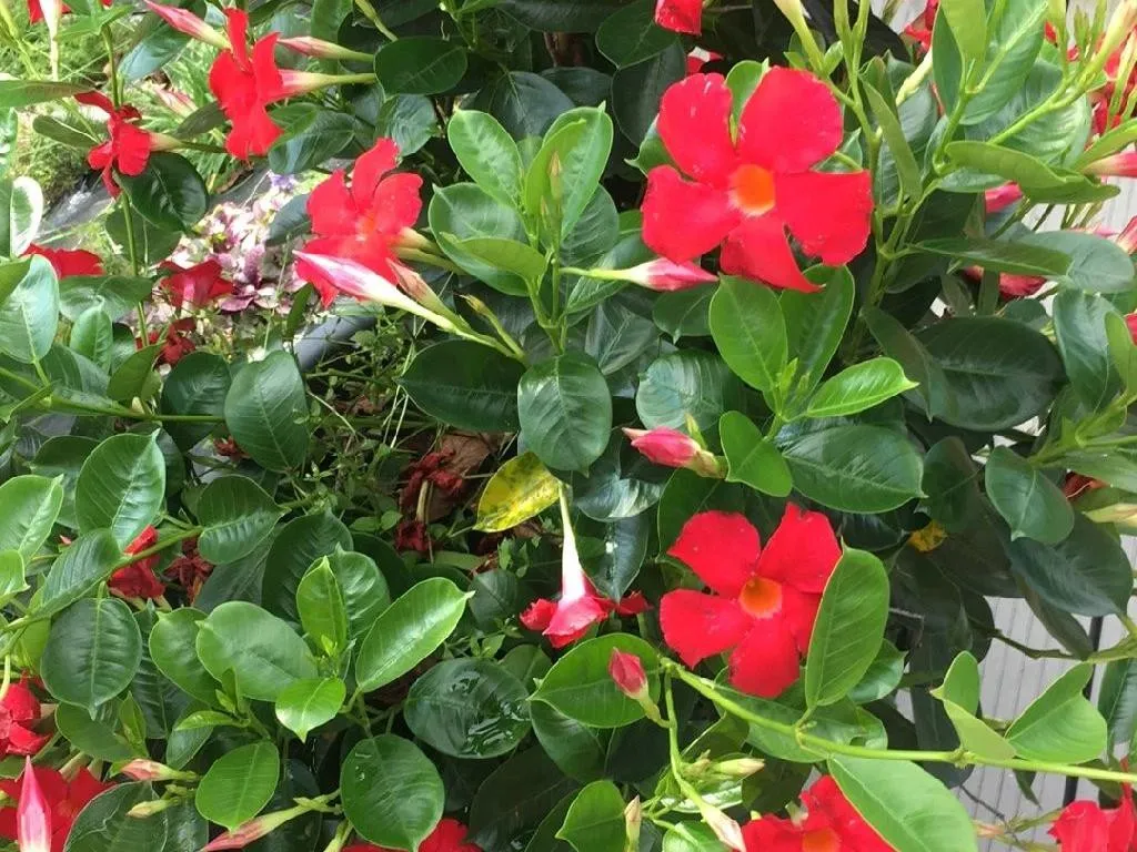 Wie Sie Chilenischer Jasmin in Ihren Mondgarten integrieren