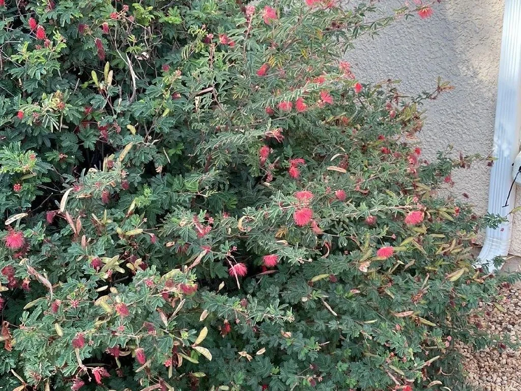 Plantas Del Jardín Lunar Victoriano