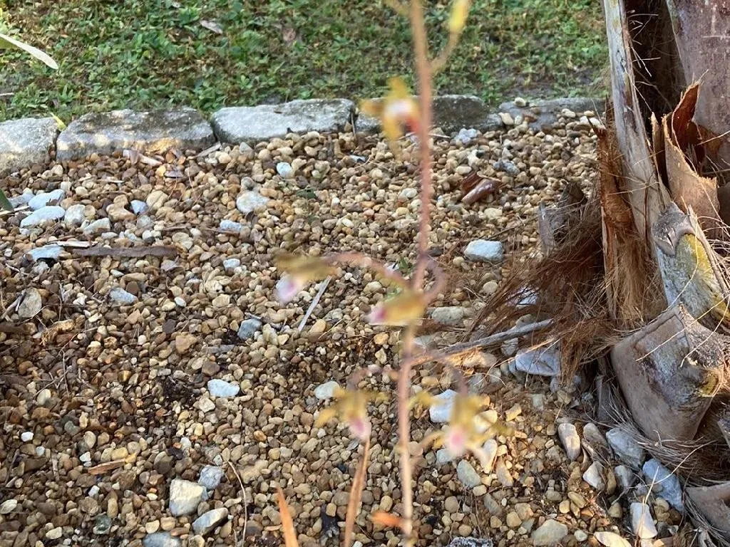 외세오클라데스 마쿨라타이 당신의 달빛 정원을 어떻게 향상시킬까요?, image size:1024x768