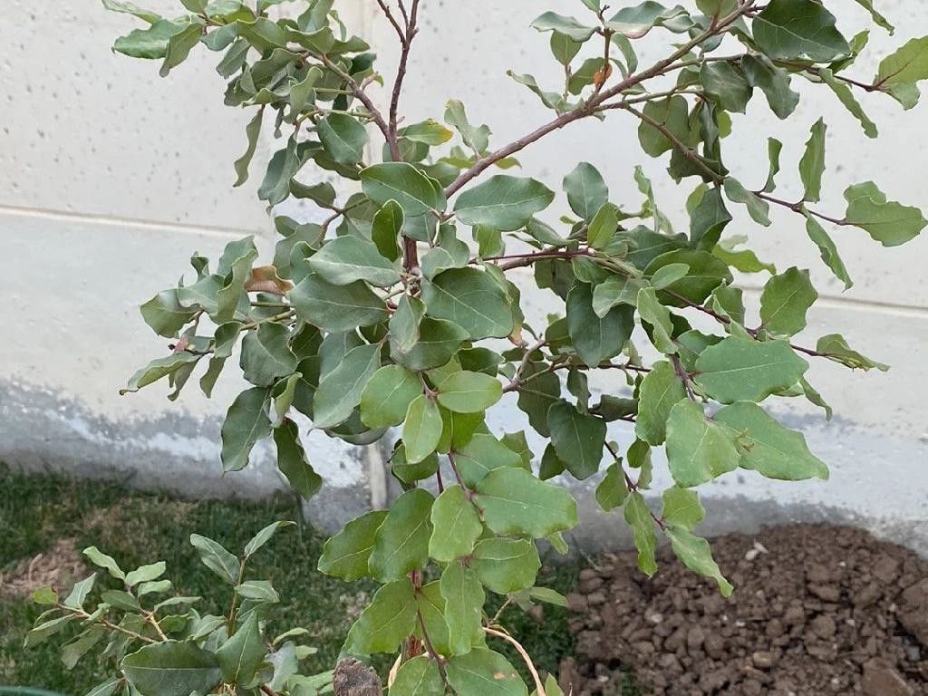 How Can Carob tree Enhance Your Landscape Design?