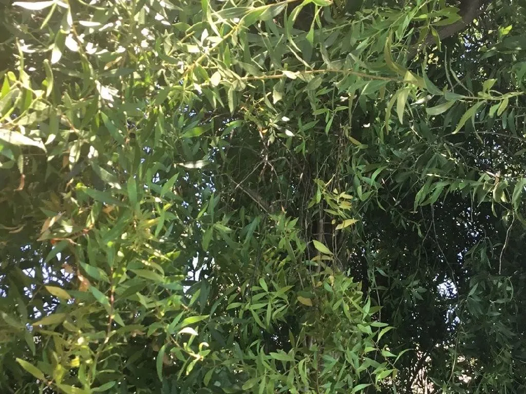 Cómo incorporar Laurel de california en el diseño de su paisaje?, image size:1024x768