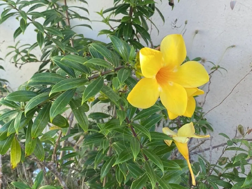 How to Incorporate Golden trumpet in Your Landscape Design?