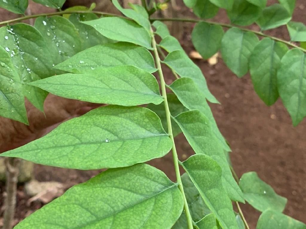 How Does Kentucky coffee tree Enhance Your Landscaping Design?