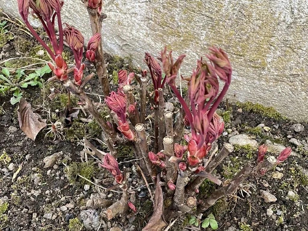 düngen von hortensien im frühjahr Purgrün Hortensie-Annabell-Dünger 1 Liter main image 1