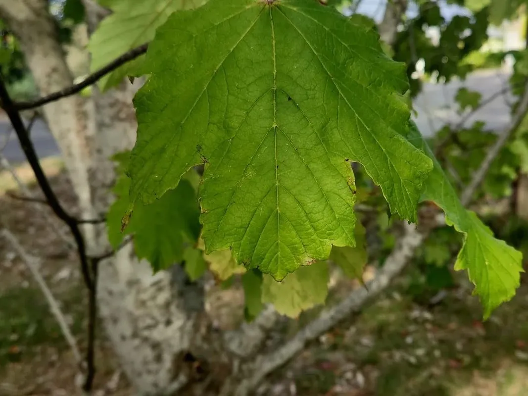 Comment Érable sycomore peut-il améliorer votre design paysager ?, image size:1067x800