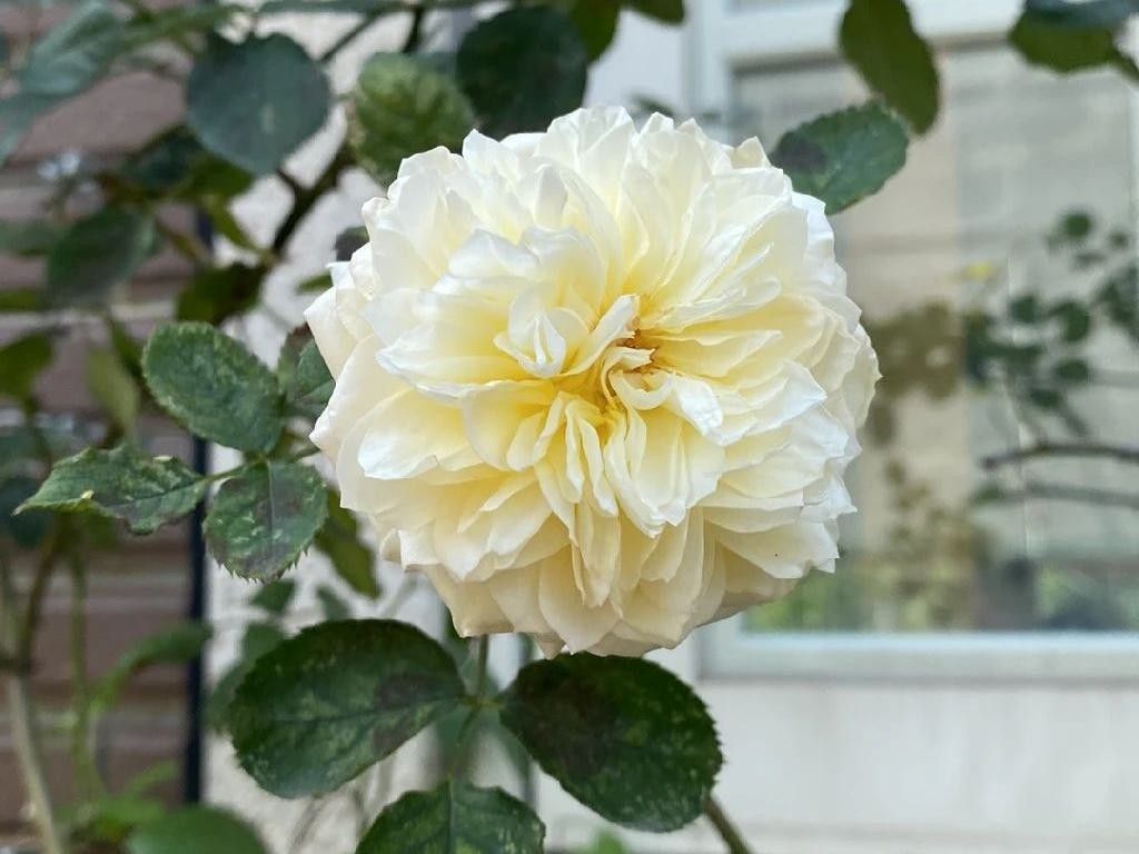 How Can Tea rose Enhance Your Landscape Design?
