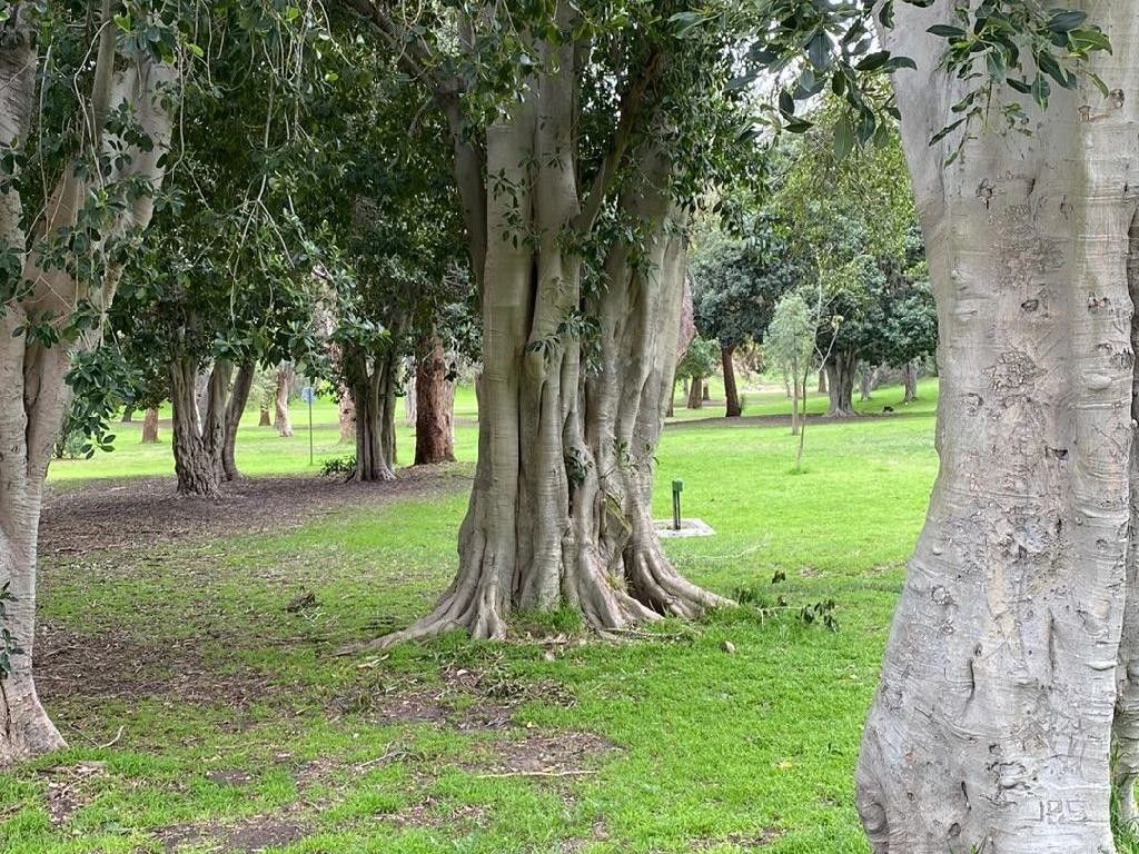 How Can Banyan tree Enhance Your Landscape Design?