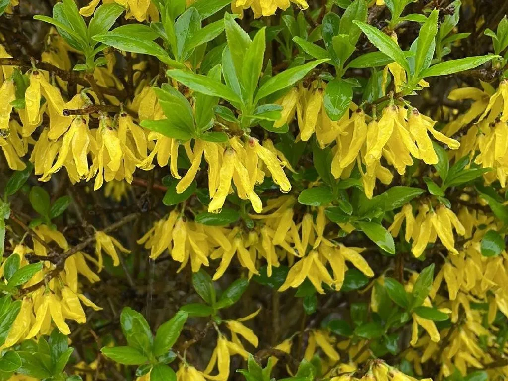 Cómo Puede Forsitia Mejorar la Estética de Tu Jardín?, image size:1024x768