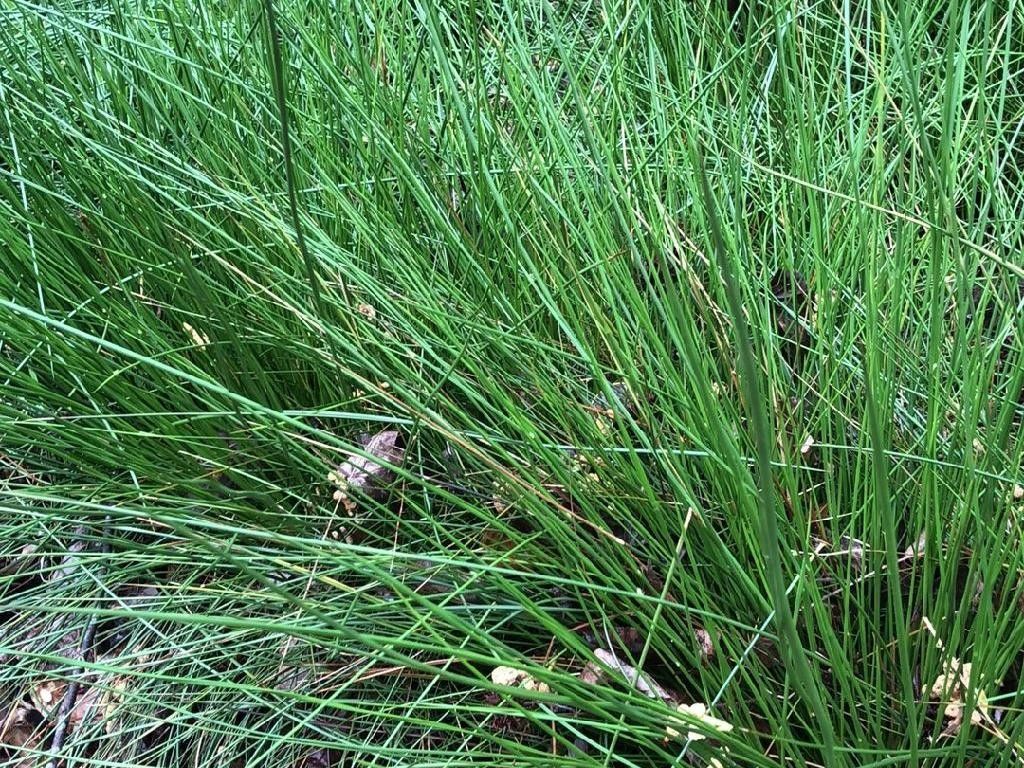 How Can Common rush Enhance Your Landscape Design?