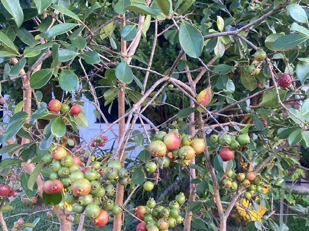 How Can Strawberry guava Enhance Your Landscape?
