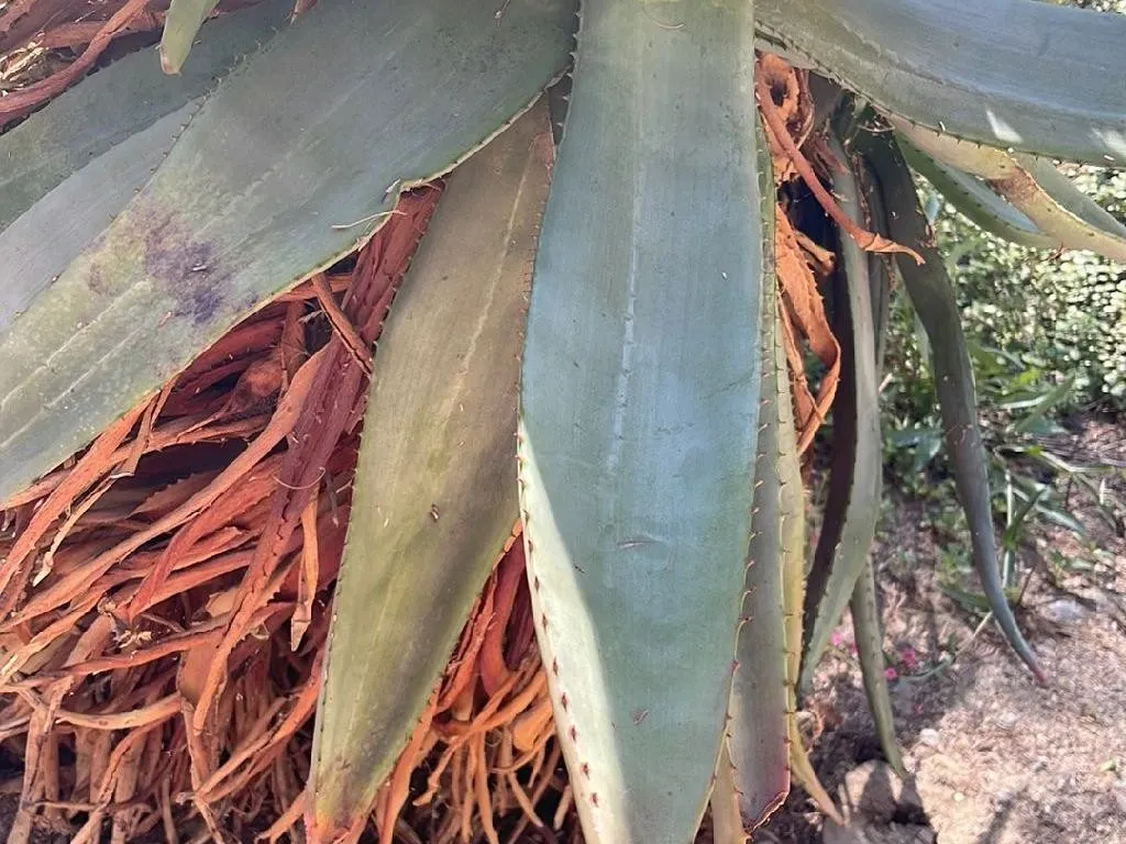Come pu Agave americana migliorare il design del tuo paesaggio?