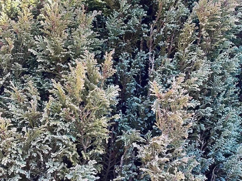 Cipreses, image size:1024x768