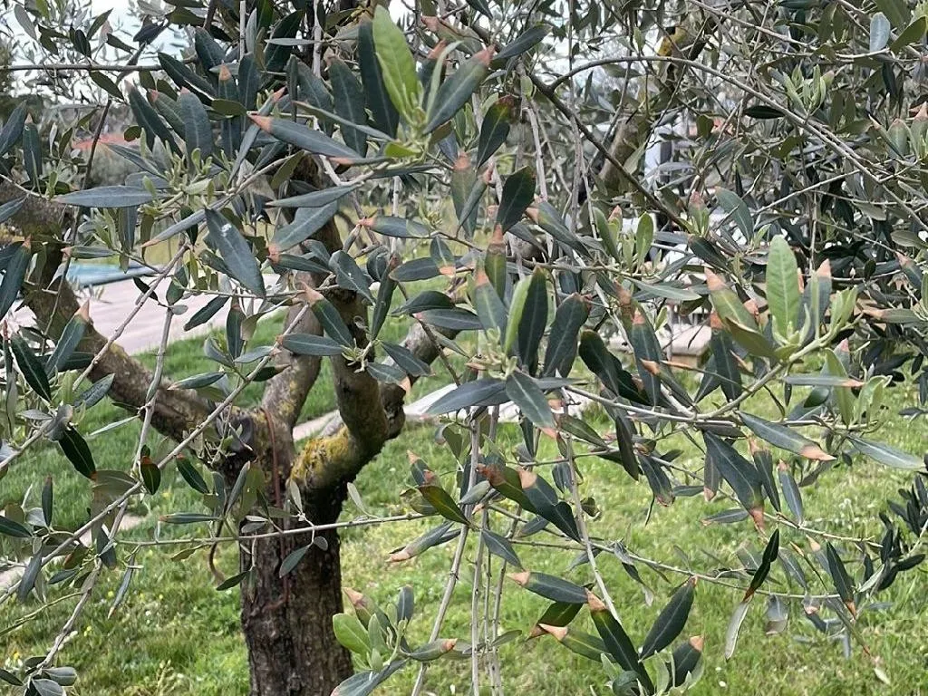 Ist Olivenbaum das Richtige fr Ihr Landschaftsdesign?