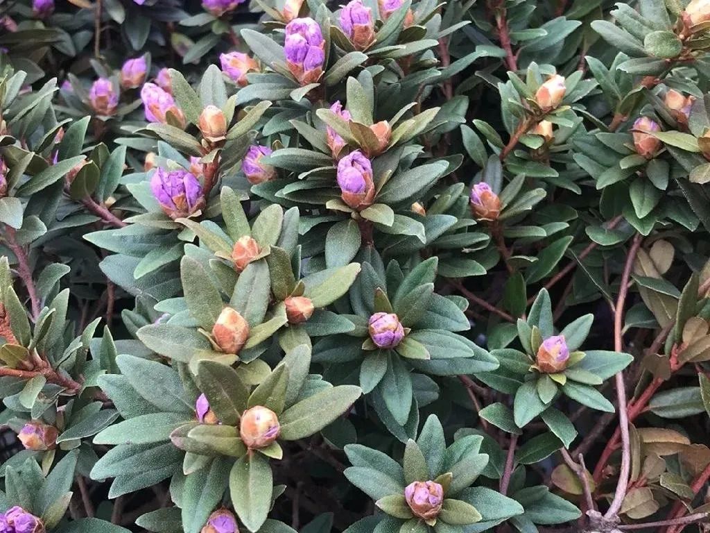 Rostblttrige Alpenrose in Ihren Garten integrieren: Ein  Landscaping-Leitfaden