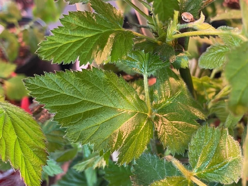 How Does Whitebark Raspberry Enhance Your Landscape?