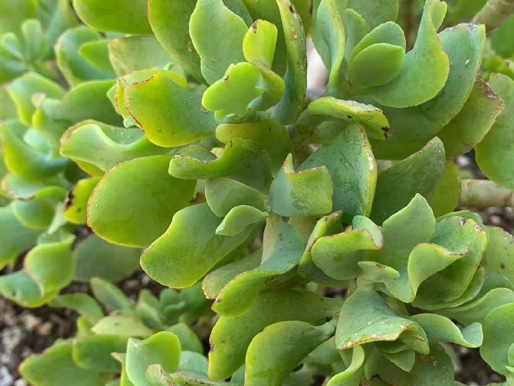 How Can Curly jade plant Enhance Your Outdoor Spaces?