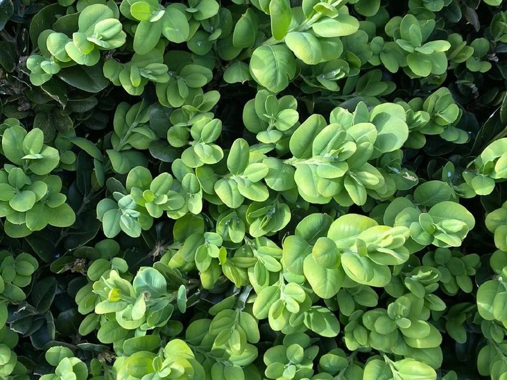 How Can Common boxwood Enhance Your Landscape Design?