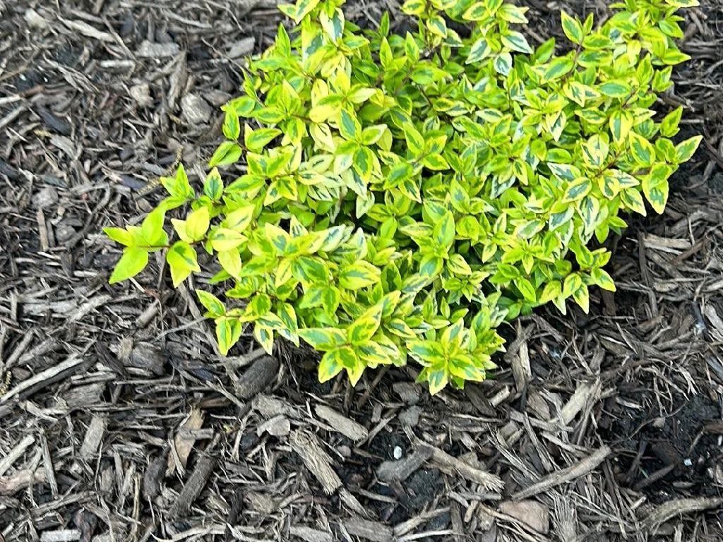 Cómo Usar Mirto en el Diseño de Paisajes: Una Guía, image size:1024x768