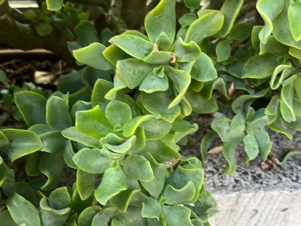 How Can Curly jade plant Enhance Your Outdoor Spaces?