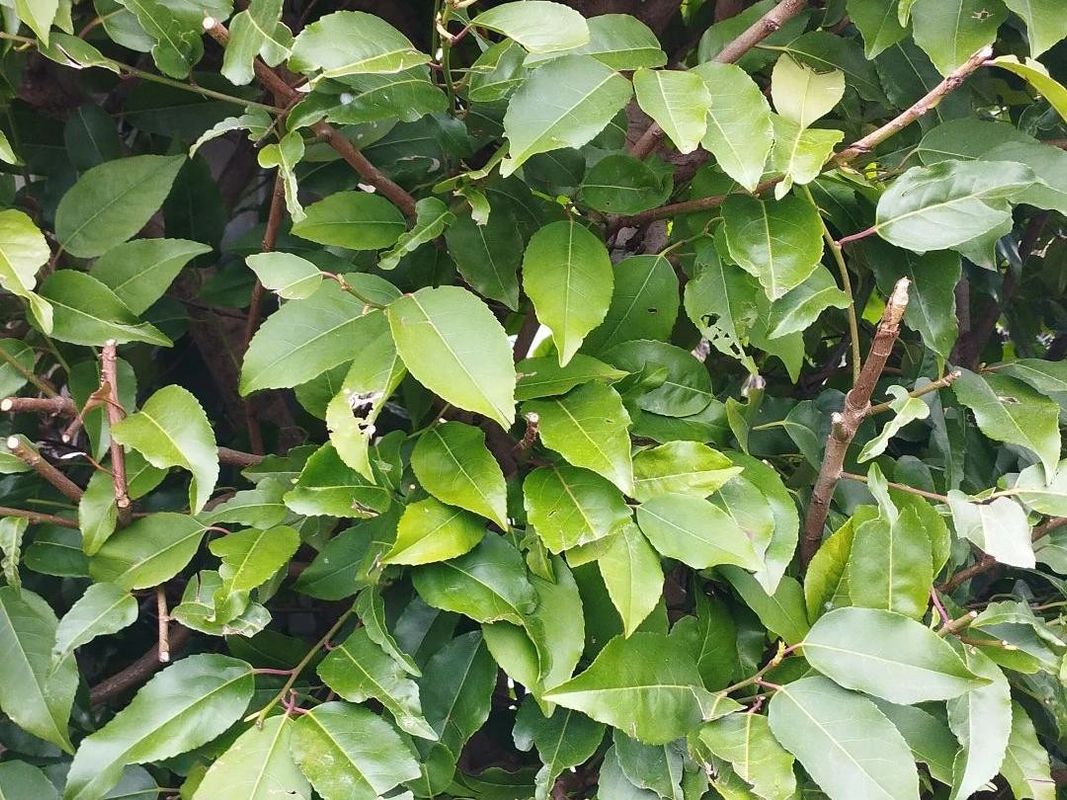 Wie Sie Ihren Garten mit Portugiesischer Kirschlorbeer in der  Landschaftsgestaltung aufwerten knnen