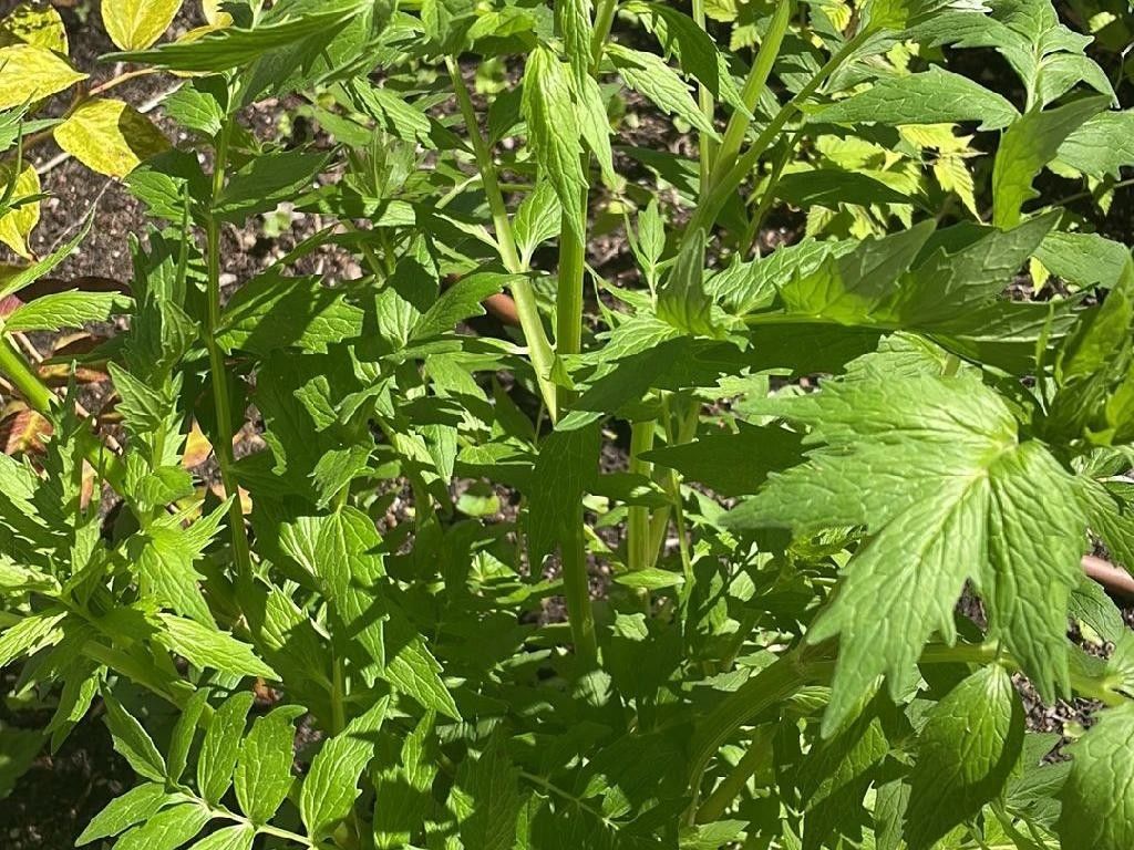 How Does Valerian Enhance Your Landscape Design?