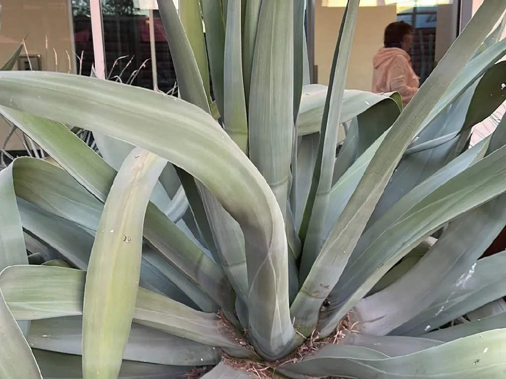 MIX Varietà AGAVE, Pianta Rara Giardino Esotico Deserto Paesaggio - Foto 12