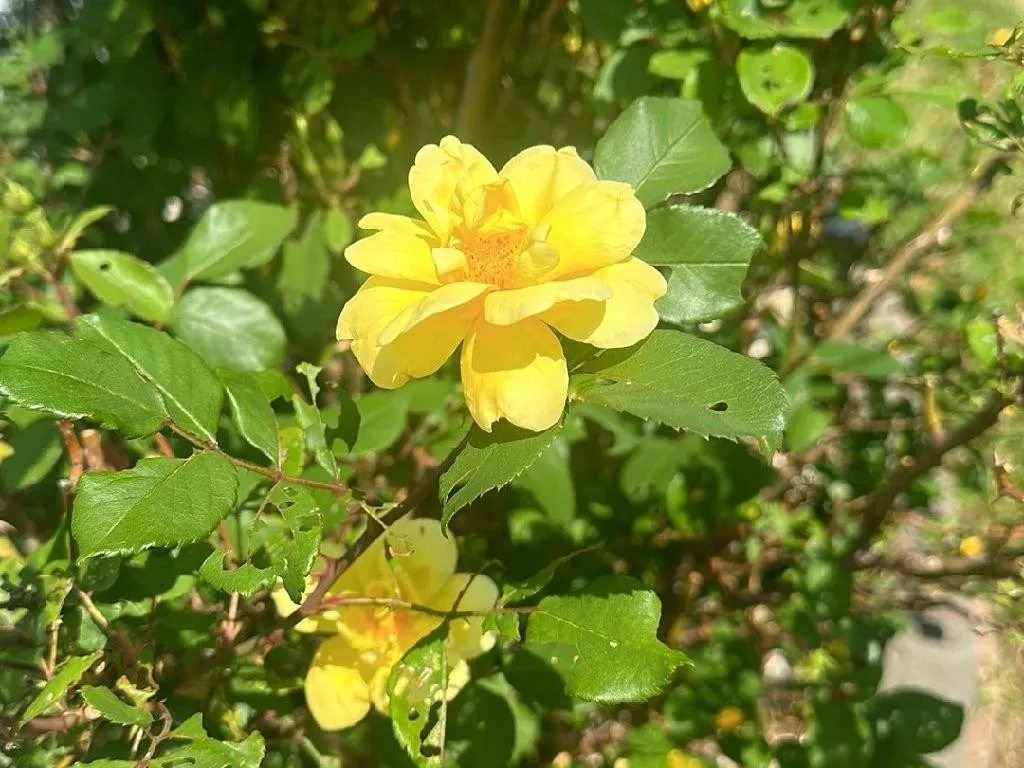 Wie kann China-Rose Ihr Landschaftsdesign bereichern?
