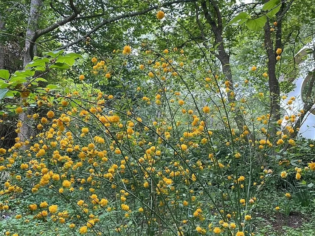 ヤマブキ（山吹）を使って庭をどのように向上させますか？