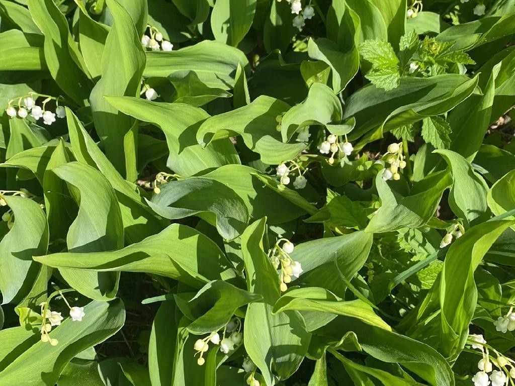 How Can Lily of the valley Enhance Your Garden's Beauty?