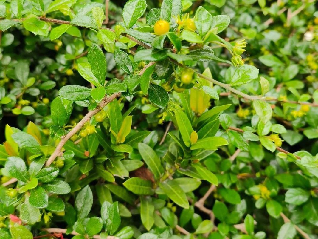 How Can Fukien tea tree Enhance Your Landscape Design?