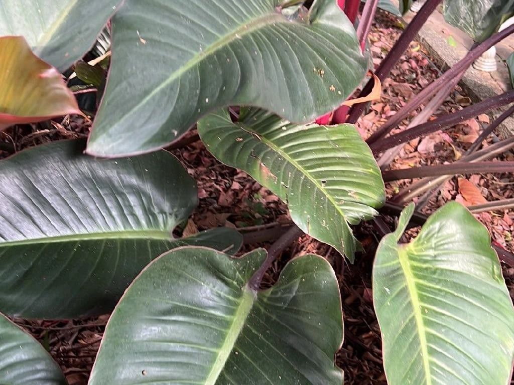 philodendron florida beauty kaufen Philodendron Florida Beauty Variegated Tropical Plants ORAMICIN – oramicin main image 1