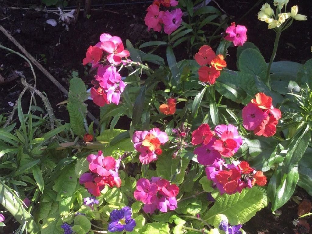 How Can Wallflower Enhance Your Garden Landscaping?