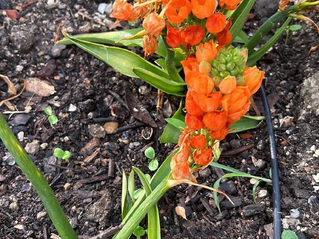 How to Incorporate Sun star in Your Landscape Design?