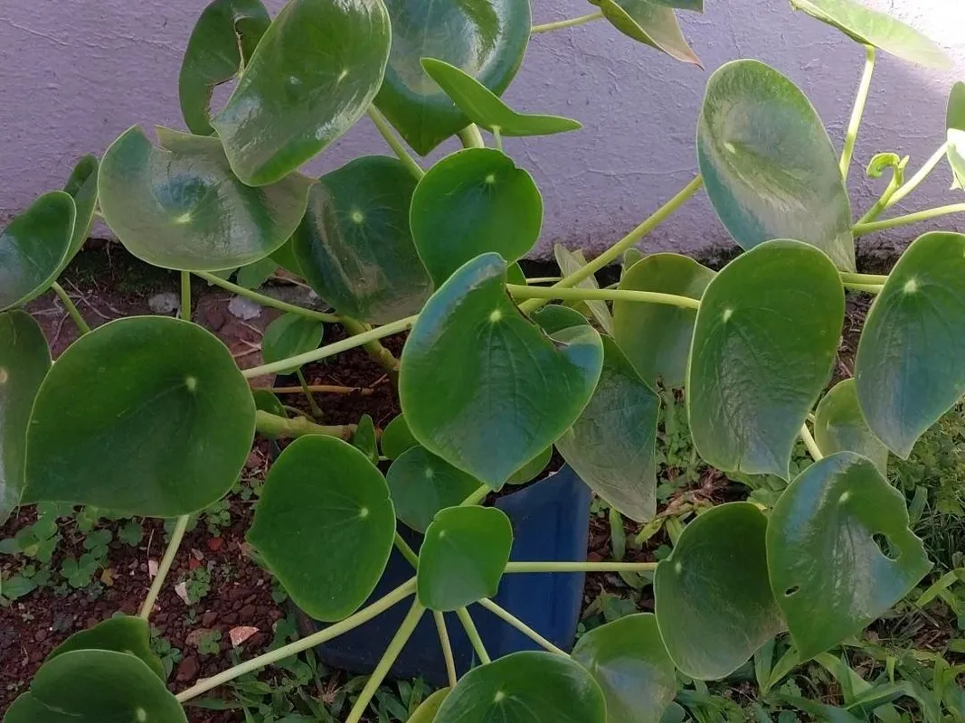 코인페페로미아이 조경 미학을 어떻게 향상시킬 수 있을까요?