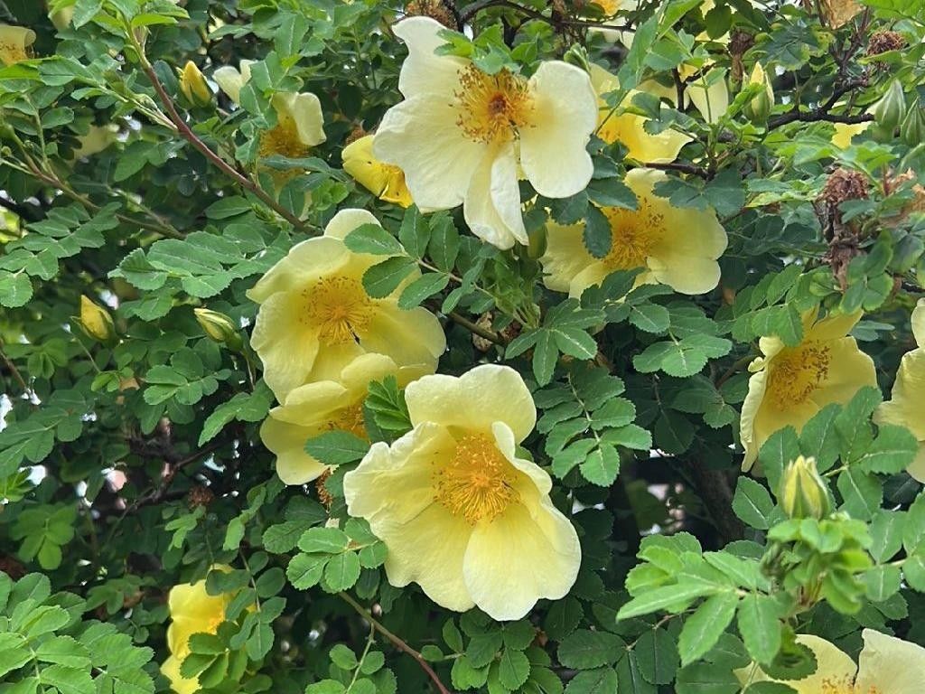 ¿Cómo puede Rosa manchú mejorar la estética de tu jardín?