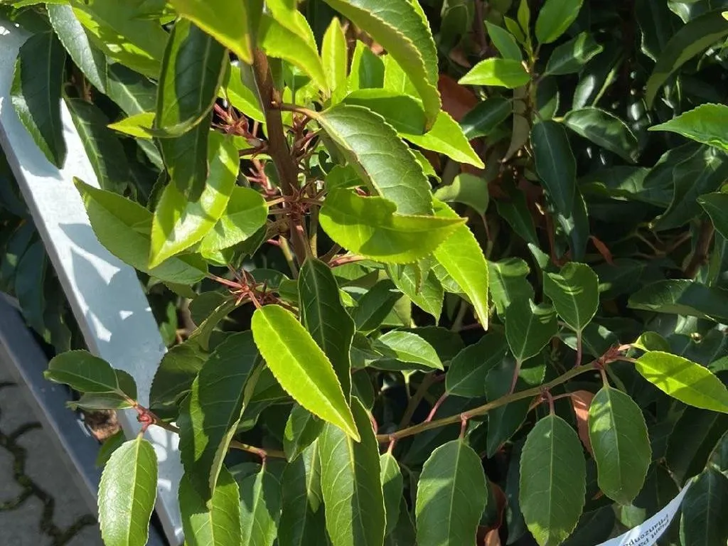 Wie Sie Ihren Garten mit Portugiesischer Kirschlorbeer in der  Landschaftsgestaltung aufwerten knnen