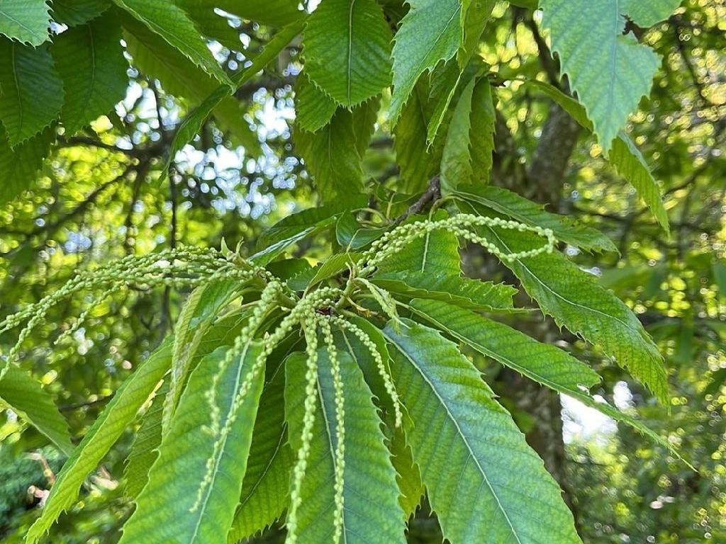 Mejorando Tu Jardín con Castaño: Consejos e Ideas de Paisajismo