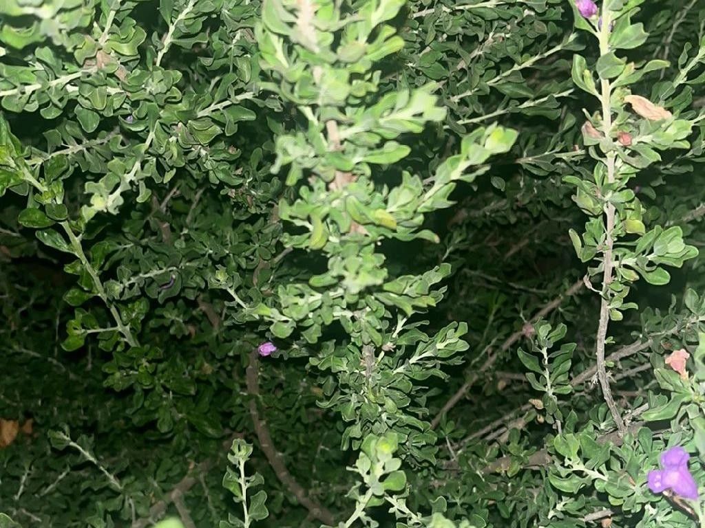 Integrating Texas ranger in Your Landscape: What You Need to Know