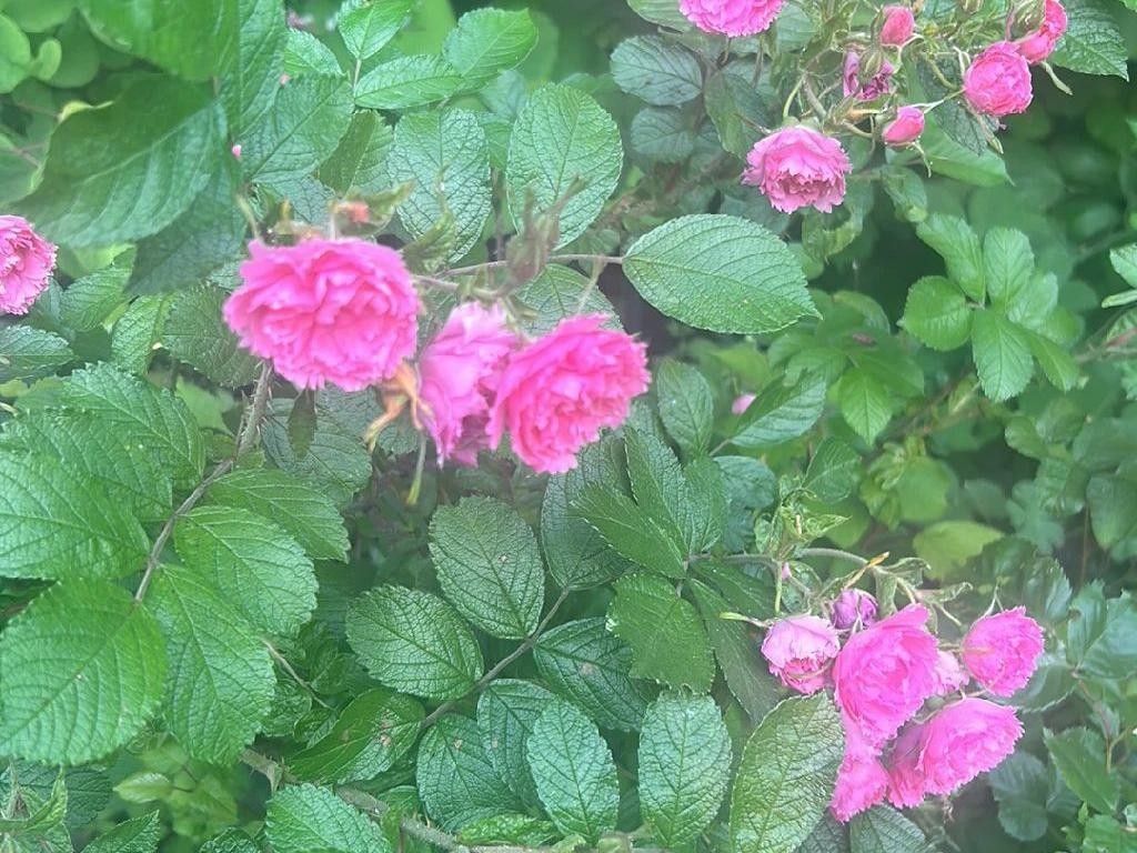 How to Incorporate Rugosa rose in Your Garden Design?