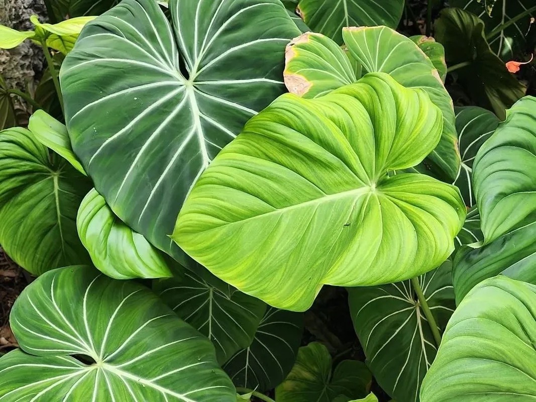 philodendron pink princess galaxy Buy Philodendron Pink Princess Galaxy ~ Rare Houseplant – AroidHouse main image 0