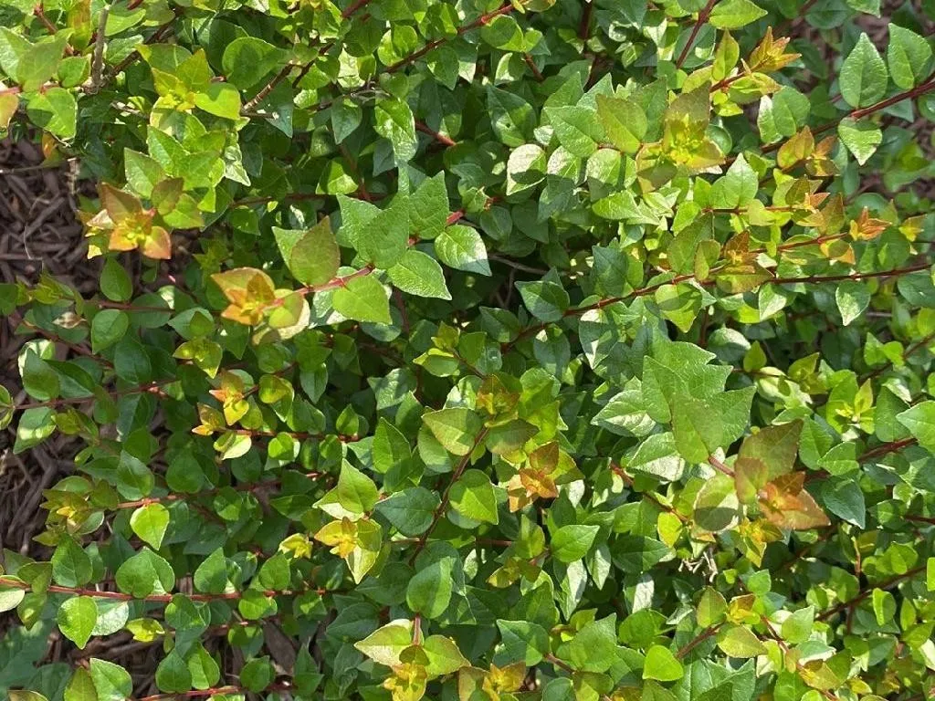 Cómo Usar Mirto en el Diseño de Paisajes: Una Guía, image size:1024x768