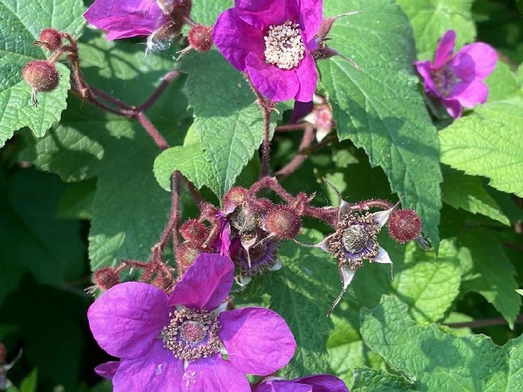 Enhancing Your Garden with Purple-flowering raspberry: A Landscaping Guide
