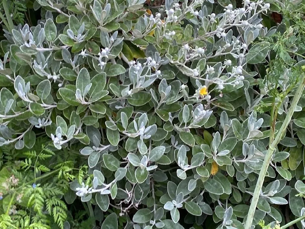 Wie kann Silber-Greiskraut Ihr Landschaftsdesign bereichern?