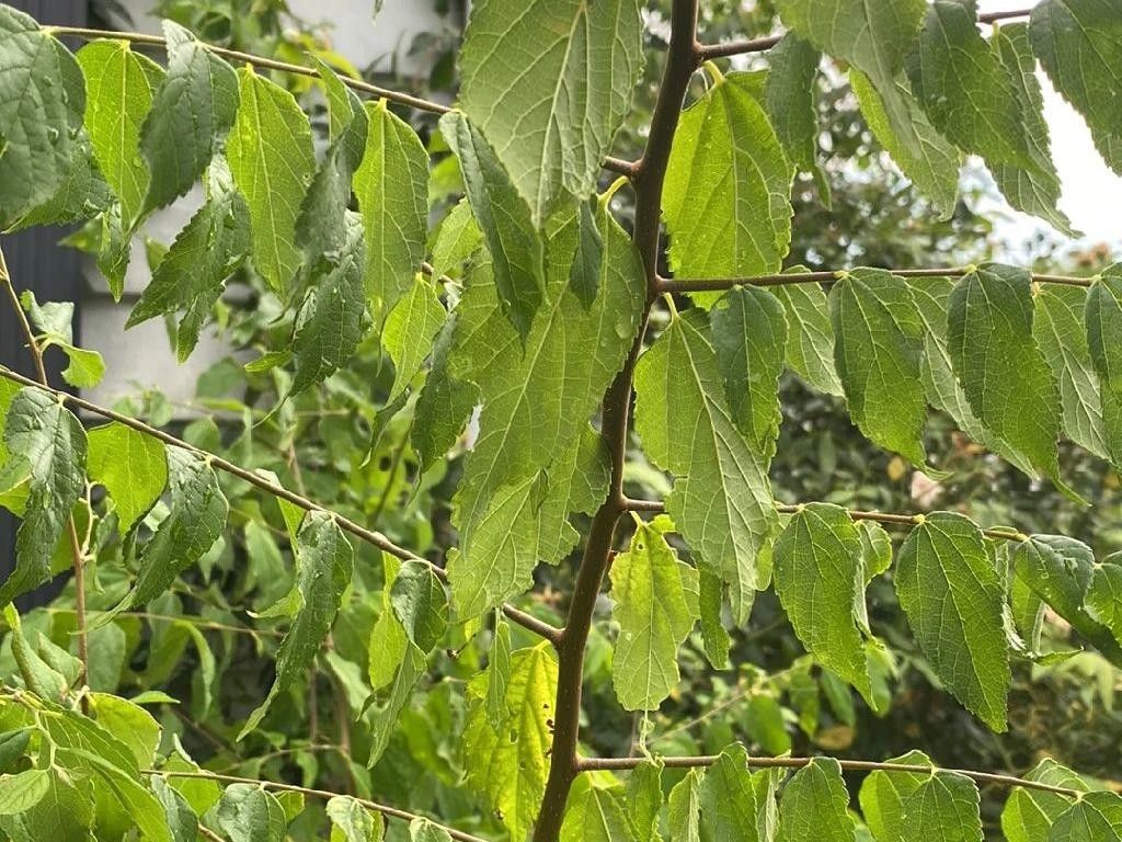 Netilda Tree How Does European nettle tree Enhance Your Landscape Design?