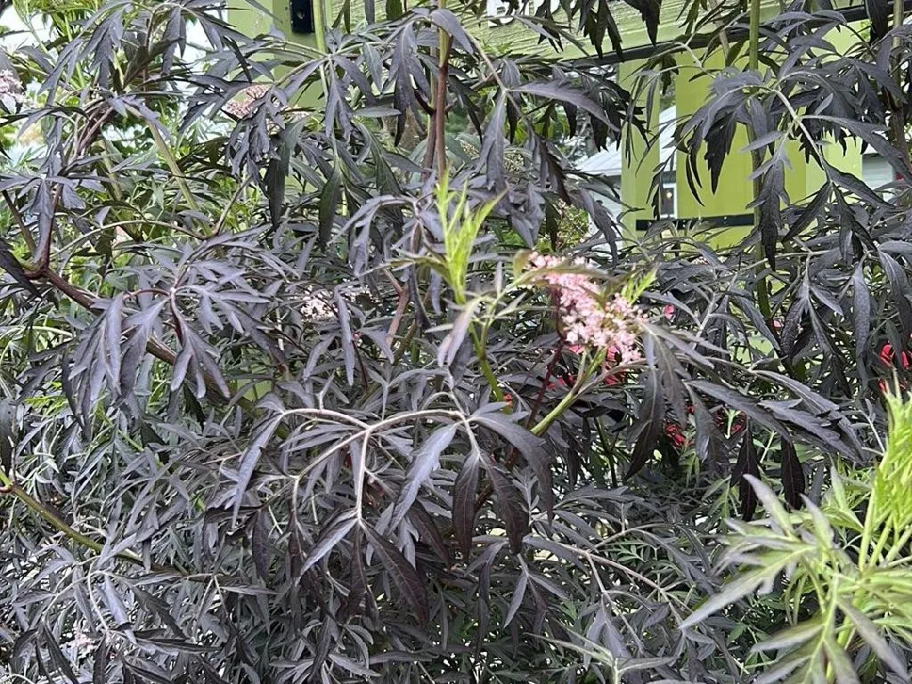 Wie Kann Schwarzer Holunder Ihre Gartenlandschaft Verbessern?