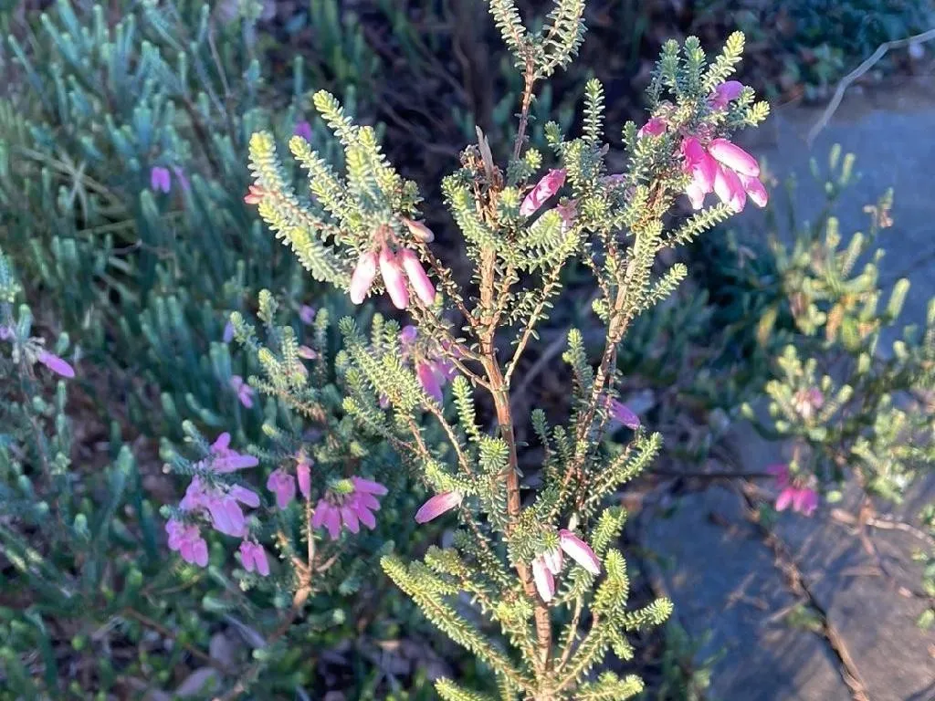 Why Won't My Whorl heath Bloom? Understanding Erica verticillata Flowering  Issues